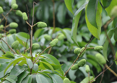 昆明荔枝市場批發(fā),優(yōu)質(zhì)荔枝廠家批發(fā)-湛江市杰升貿(mào)易提供昆明荔枝市場批發(fā),優(yōu)質(zhì)荔枝廠家批發(fā)的相關(guān)介紹、產(chǎn)品、服務、圖片、價格湛江市杰升貿(mào)易、銷售(含網(wǎng)上銷售):食品、水果、農(nóng)產(chǎn)品、日用品、花卉;貨物、